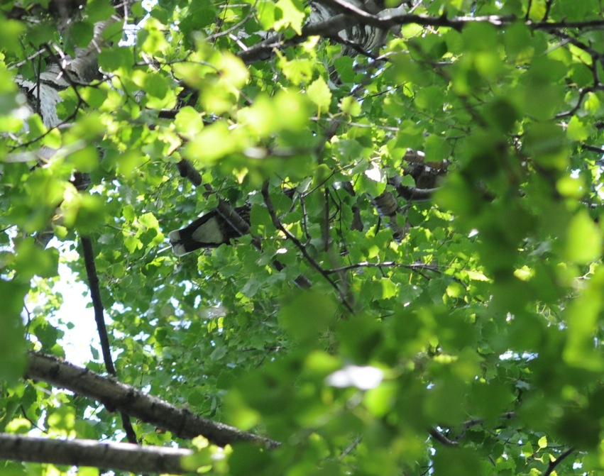 Aiuto identificazione